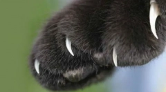 Ako znížiť cat claws: užitočné odporúčania starostlivosti